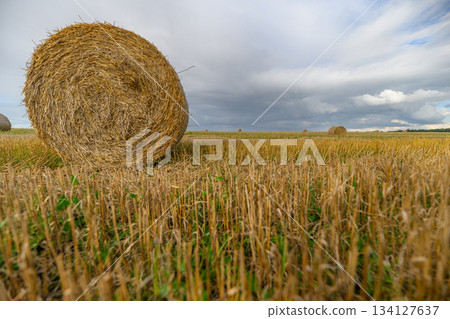 Golden Hay Bales Gracefully Positioned in a Picturesque Field Beneath Striking Dramatic Skies Golden Hay Bales Gracefully Positioned in a Picturesque Field Beneath Striking Dramatic Skies 134127637