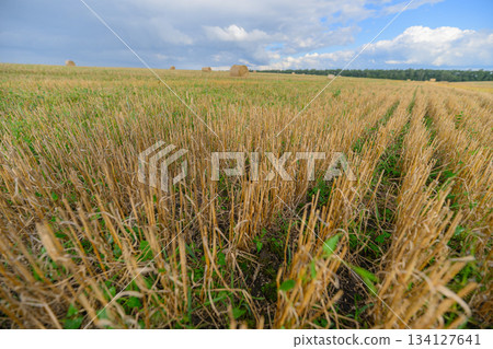 Expansive Vast Golden Fields of Recently Harvested Crops Set Against a Beautiful Blue Sky Above 134127641