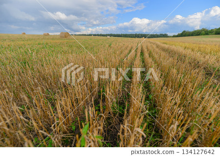 A Vast Golden Wheat Field Stretching Under a Beautiful Blue Sky and Bright Sunshine 134127642