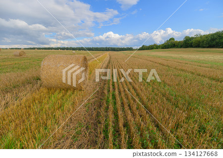 A beautifully picturesque rural landscape featuring hay bales and a serene clear blue sky overhead A beautifully picturesque rural landscape featuring hay bales and a serene clear blue sky overhead 134127668