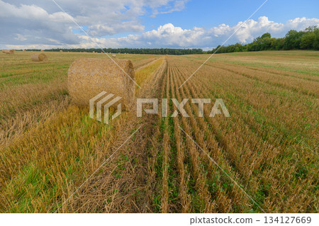 Golden Fields Stretching Under a Bright and Beautiful Sky Filled with Cotton Candy Clouds Golden Fields Stretching Under a Bright and Beautiful Sky Filled with Cotton Candy Clouds 134127669