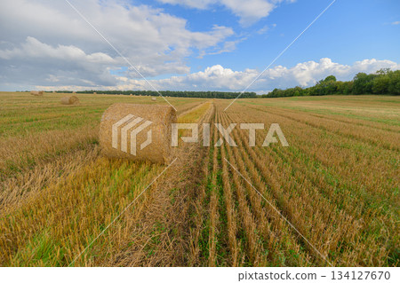 A Stunning Golden Field Spread Under a Bright Blue Sky Adorned with Fluffy Clouds A Stunning Golden Field Spread Under a Bright Blue Sky Adorned with Fluffy Clouds 134127670