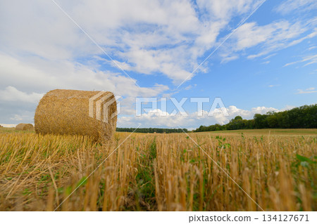 Beautiful Golden Fields Filled with Hay Bales Stretching Out Under a Bright Blue Sky Beautiful Golden Fields Filled with Hay Bales Stretching Out Under a Bright Blue Sky 134127671