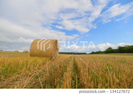 Golden Harvest Hay Bales Serenely Stacked in a Beautiful Scenic Field Under a Bright Blue Sky Golden Harvest Hay Bales Serenely Stacked in a Beautiful Scenic Field Under a Bright Blue Sky 134127672