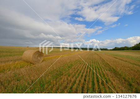 A Serene and Picturesque Rural Landscape Featuring a Harvested Field Beneath Bright Blue Skies A Serene and Picturesque Rural Landscape Featuring a Harvested Field Beneath Bright Blue Skies 134127676