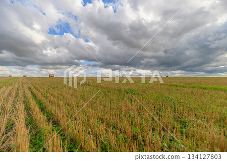 A Lush Agricultural Field Spreading Out Beneath Dramatic and Beautiful Cloudy Skies Above A Lush Agricultural Field Spreading Out Beneath Dramatic and Beautiful Cloudy Skies Above 134127803