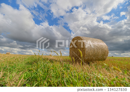 Rolling Hay Bales Under a Dramatic Sky That Captivates With Its Beautiful Shades and Colors Rolling Hay Bales Under a Dramatic Sky That Captivates With Its Beautiful Shades and Colors 134127830