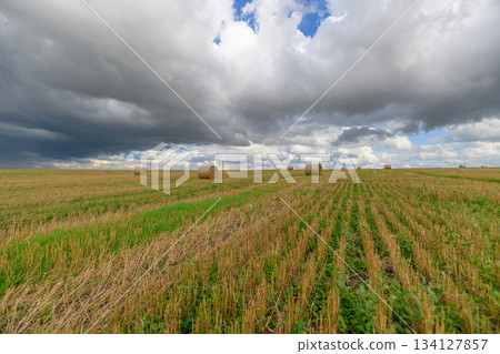 A Beautiful and Lush Agricultural Landscape Spanning the Wide Horizon Under Dramatic Clouds Above It 134127857