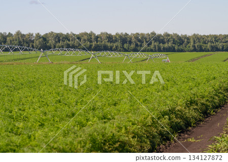 A beautiful Lush Green Field enhanced with an efficient Irrigation System for prosperity A beautiful Lush Green Field enhanced with an efficient Irrigation System for prosperity 134127872