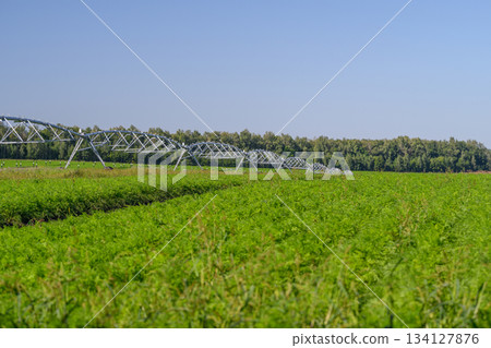 A Beautiful, Lush Irrigated Agricultural Field Set Beneath a Clear Blue Sky on a Calm Day A Beautiful, Lush Irrigated Agricultural Field Set Beneath a Clear Blue Sky on a Calm Day 134127876