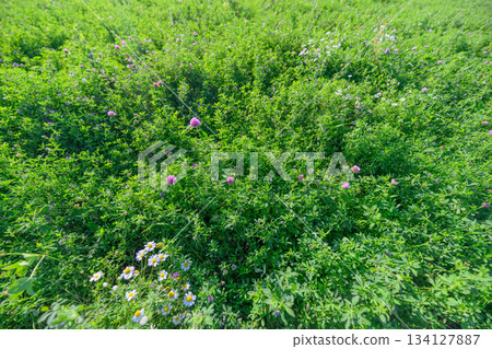 A Vibrant Green Field Filled with Colorful and Beautiful Wildflowers in Full Bloom A Vibrant Green Field Filled with Colorful and Beautiful Wildflowers in Full Bloom 134127887