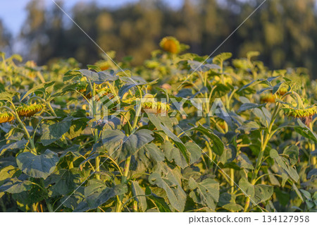 A stunning and vibrant sunflower field thriving under a perfectly clear blue sky 134127958