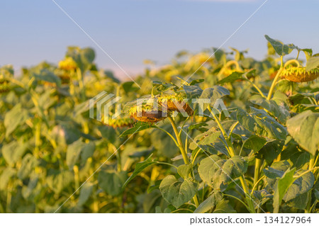 A Beautiful and Vibrant Sunflower Field Spreading Under a Clear and Sunny Blue Sky 134127964