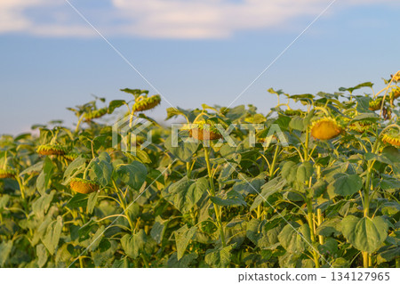 A stunningly vibrant sunflower field stretches out beautifully under a bright blue sky 134127965