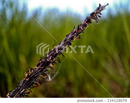 close-up photo of reeds in the wild 134128079