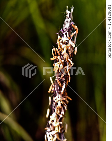 close-up photo of reeds in the wild close-up photo of reeds in the wild 134128081