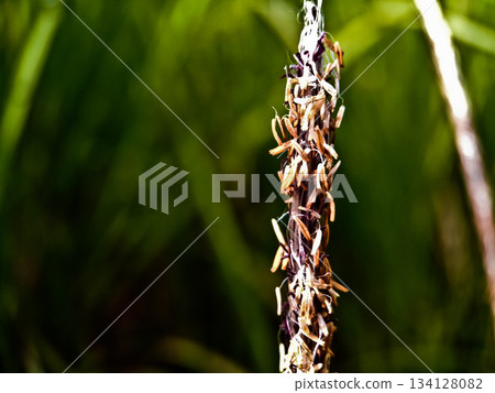 close-up photo of reeds in the wild close-up photo of reeds in the wild 134128082