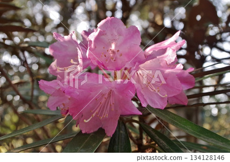霍曼山杜鵑花 134128146