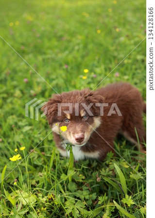 Brown puppy is standing in a field of yellow flowers 134128166