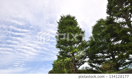 高大的樹木和秋日的天空 134128177