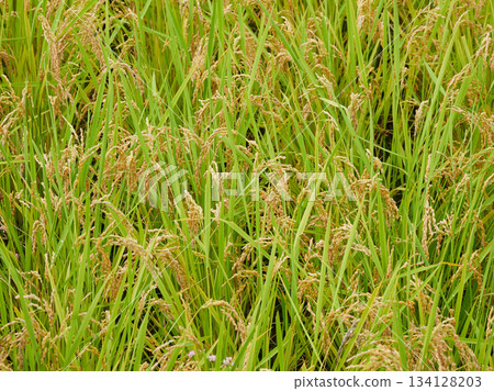 Rice field scenery in the Japanese countryside 134128203
