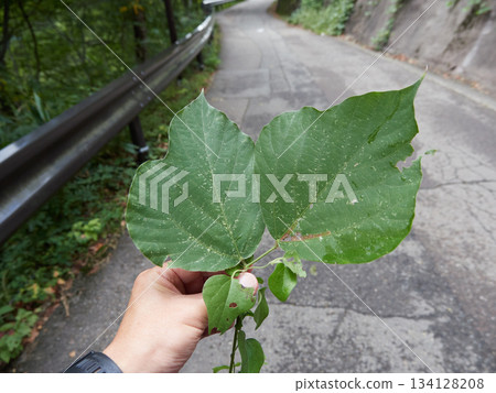 一名男子走在山路上，一手拿著綠色的落葉。 134128208
