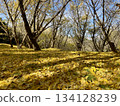 落葉如毯，銀杏樹綿延至藍天。秋日森林景觀素材。適用於季節性展示、背景資料、廣告等。 134128239
