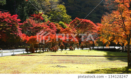 Parking lot with autumn leaves (Sumatakyo Onsen) 134128247
