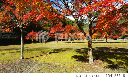 Parking lot with autumn leaves (Sumatakyo Onsen) 134128248