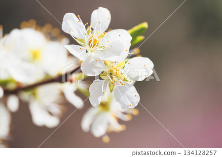 Plum flowers Plum flowers 134128257