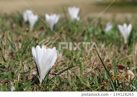 White saffron flowers in full bloom White saffron flowers in full bloom 134128265