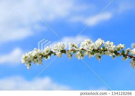 Spiraea blooming in the blue sky Spiraea blooming in the blue sky 134128266