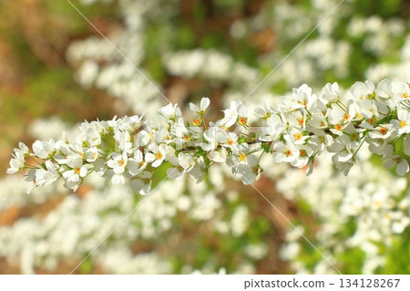 Spiraea flowers in full bloom 134128267