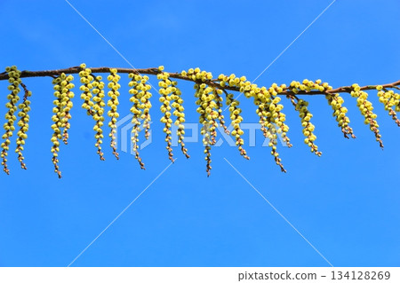 Kibushi flowers shining in the blue sky 134128269