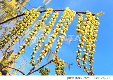 Yellow flowers of the Steller's square 134128272