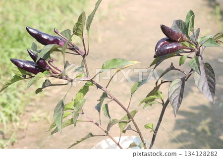 Chili seedling on farm for harvest are cash crops Chili seedling on farm for harvest are cash crops 134128282
