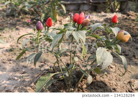 Chili seedling on farm for harvest are cash crops Chili seedling on farm for harvest are cash crops 134128284