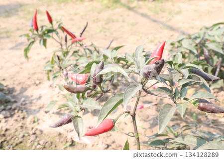 Chili seedling on farm for harvest are cash crops 134128289