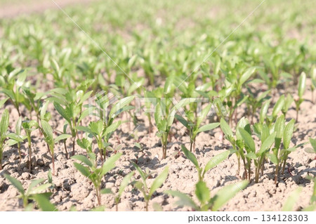 Chili seedling on farm for harvest are cash crops Chili seedling on farm for harvest are cash crops 134128303