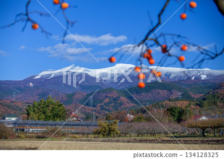 白雪皚皚的藏王山和殘存的柿子 134128325