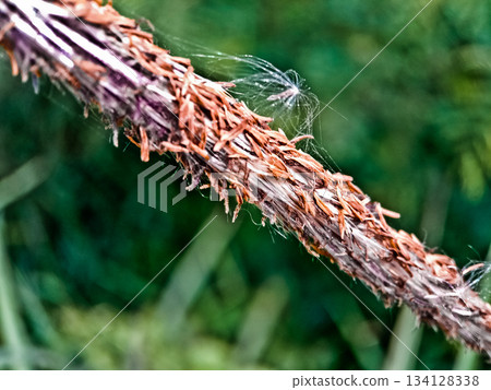 Close-up photo of cogongrass in the wild Cogongrass (Imperata cylindrica) is a type of grass with sharp leaves that often becomes a weed in agricultural land. 134128338