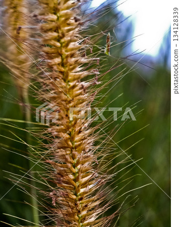 Close-up photo of cogongrass in the wild Cogongrass (Imperata cylindrica) is a type of grass with sharp leaves that often becomes a weed in agricultural land. Close-up photo of cogongrass in the wild Cogongrass (Imperata cylindrica) is a type of grass with sharp leaves that often becomes a weed in agricultural land. 134128339