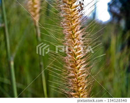 Close-up photo of cogongrass in the wild Cogongrass (Imperata cylindrica) is a type of grass with sharp leaves that often becomes a weed in agricultural land. 134128340
