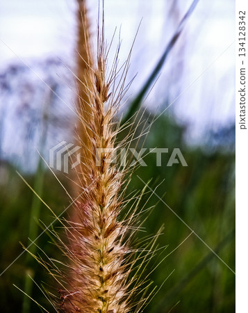 Close-up photo of cogongrass in the wild Cogongrass (Imperata cylindrica) is a type of grass with sharp leaves that often becomes a weed in agricultural land. 134128342