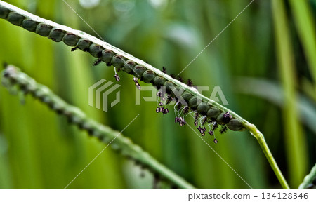 Close-up photo of cogongrass in the wild Cogongrass (Imperata cylindrica) is a type of grass with sharp leaves that often becomes a weed in agricultural land. Close-up photo of cogongrass in the wild Cogongrass (Imperata cylindrica) is a type of grass with sharp leaves that often becomes a weed in agricultural land. 134128346