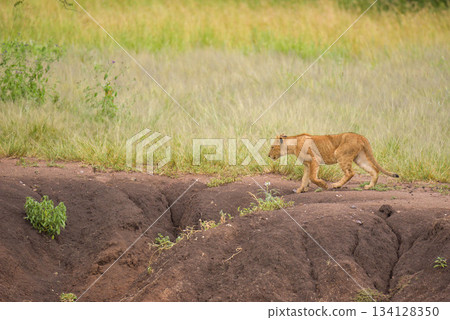 African Animals: Lion African Animals: Lion 134128350
