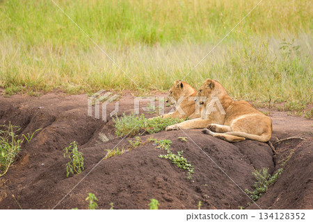 African Animals: Lion 134128352