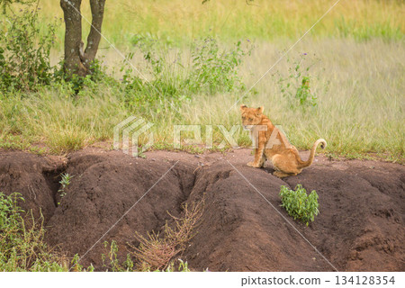 African Animals: Lion 134128354