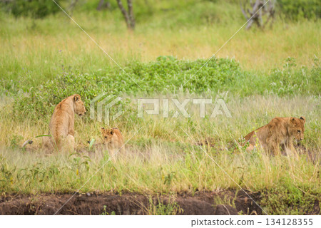 African Animals: Lion African Animals: Lion 134128355