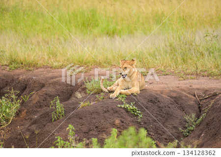 African Animals: Lion African Animals: Lion 134128362